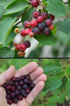 Downy Serviceberry Tree (Amelanchier Arborea) - 3 Gallon Pot 18 Downy Serviceberry Tree (Amelanchier Arborea) - 3 Gallon Pot -Wilson Bros Garden amelanchier arborea downy serviceberry berries 3 2