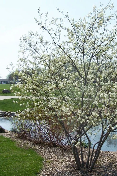 Downy Serviceberry Tree (Amelanchier Arborea) - 3 Gallon Pot 12 Downy Serviceberry Tree (Amelanchier Arborea) - 3 Gallon Pot - Image 10