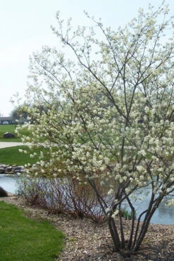 Downy Serviceberry Tree (Amelanchier Arborea) - 1 Gallon Pot -Wilson Bros Garden amelanchier arborea downy serviceberry tree 2