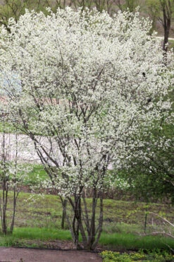 Downy Serviceberry Tree (Amelanchier Arborea) - 1 Gallon Pot -Wilson Bros Garden amelanchier arborea downy serviceberry tree 3