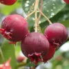 Shadblow Serviceberry Tree (Amelanchier Canadensis) - 3 Gallon Pot -Wilson Bros Garden amelanchier arborea shadblow serviceberry berries 2 2