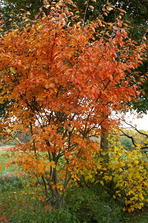 Shadblow Serviceberry Tree (Amelanchier Canadensis) - 3 Gallon Pot 7 Shadblow Serviceberry Tree (Amelanchier Canadensis) - 3 Gallon Pot - Image 5
