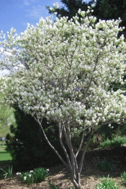 Shadblow Serviceberry Tree (Amelanchier Canadensis) - 3 Pack Of 1.5 Quart Pots -Wilson Bros Garden amelanchier arborea shadblow serviceberry tree 2