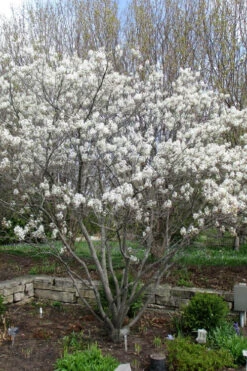 Shadblow Serviceberry Tree (Amelanchier Canadensis) - 5 Gallon Pot 19 Shadblow Serviceberry Tree (Amelanchier Canadensis) - 5 Gallon Pot -Wilson Bros Garden amelanchier arborea shadblow serviceberry tree 3 1