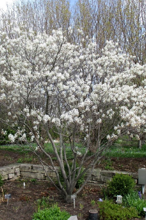 Shadblow Serviceberry Tree (Amelanchier Canadensis) - 5 Gallon Pot 11 Shadblow Serviceberry Tree (Amelanchier Canadensis) - 5 Gallon Pot - Image 9