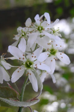Autumn Brilliance Serviceberry Tree - 3 Gallon Pot 15 Autumn Brilliance Serviceberry Tree - 3 Gallon Pot -Wilson Bros Garden amelanchier grandiflora autumn brilliance serviceberry 1 1