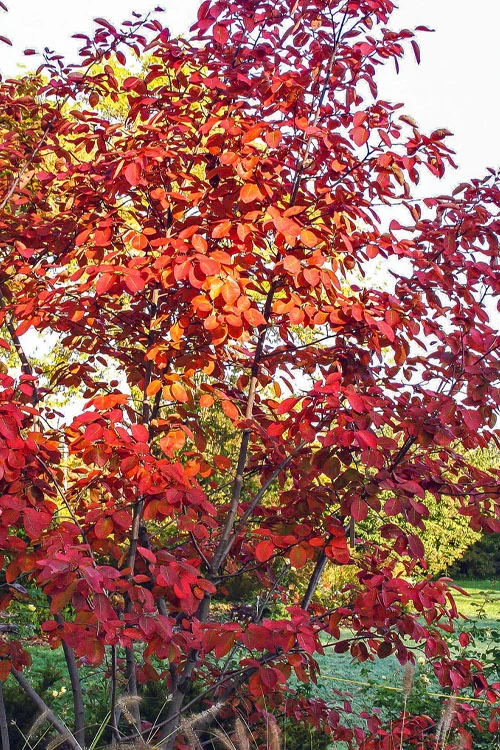 Autumn Brilliance Serviceberry Tree - 3 Gallon Pot 11 Autumn Brilliance Serviceberry Tree - 3 Gallon Pot - Image 9