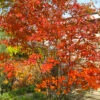 Autumn Brilliance Serviceberry Tree - 3 Gallon Pot -Wilson Bros Garden amelanchier grandiflora autumn brilliance serviceberry 4 1