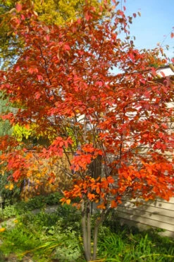 Autumn Brilliance Serviceberry Tree - 7 Gallon Pot (4-5')