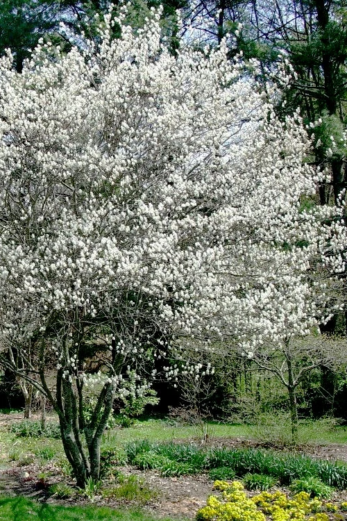 Autumn Brilliance Serviceberry Tree - 3 Gallon Pot 10 Autumn Brilliance Serviceberry Tree - 3 Gallon Pot - Image 8
