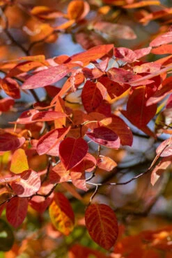 Autumn Brilliance Serviceberry Tree - 3 Gallon Pot 17 Autumn Brilliance Serviceberry Tree - 3 Gallon Pot -Wilson Bros Garden amelanchier grandiflora autumn brilliance serviceberry 9 1