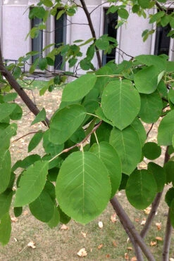 Allegheny Serviceberry Tree (Amelanchier Laevis) - 1 Gallon Pot -Wilson Bros Garden amelanchier laevis allegheny serviceberry 4