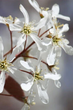 Allegheny Serviceberry Tree (Amelanchier Laevis) - 1 Gallon Pot -Wilson Bros Garden amelanchier laevis allegheny serviceberry 7