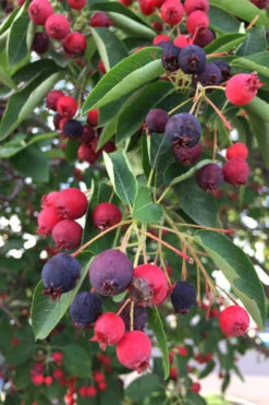 Allegheny Serviceberry Tree (Amelanchier Laevis) - 1 Gallon Pot -Wilson Bros Garden amelanchier laevis allegheny serviceberry 8