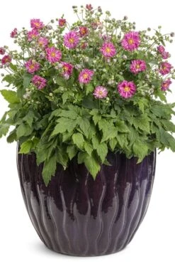 Fall In Love 'Sweetly' Anemone (Windflower) - 1 Gallon Pot -Wilson Bros Garden anemone fall in love sweetly 2 500x750 1