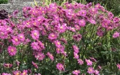 Fall In Love 'Sweetly' Anemone (Windflower) - 1 Gallon Pot -Wilson Bros Garden anemone fall in love sweetly 2 800x500 1