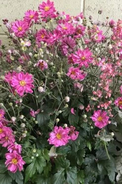 Fall In Love 'Sweetly' Anemone (Windflower) - 1 Gallon Pot -Wilson Bros Garden anemone fall in love sweetly 3 500x750 1