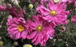 Fall In Love 'Sweetly' Anemone (Windflower) - 1 Gallon Pot -Wilson Bros Garden anemone fall in love sweetly 800x500 1