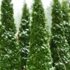 North Pole Arborvitae (Thuja) - 2 Gallon Pot 1 North Pole Arborvitae (Thuja) - 2 Gallon Pot -Wilson Bros Garden arborvitae north pole 2 500x750 1
