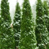 North Pole Arborvitae (Thuja) - 6 Pack Of 1 Gallon Pots -Wilson Bros Garden arborvitae north pole 2 500x750 4