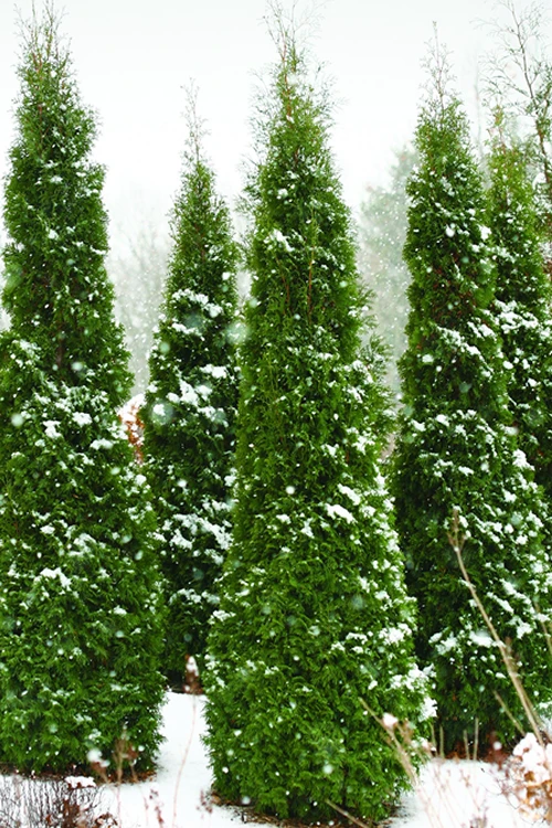 North Pole Arborvitae (Thuja) - 6 Pack Of 1 Gallon Pots 3 North Pole Arborvitae (Thuja) - 6 Pack Of 1 Gallon Pots