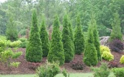North Pole Arborvitae (Thuja) - 2 Gallon Pot -Wilson Bros Garden arborvitae north pole 800x500 1