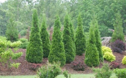 North Pole Arborvitae (Thuja) - 2 Gallon Pot -Wilson Bros Garden arborvitae north pole 800x500 3