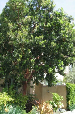 Marina Strawberry Tree (Arbutus) - 1 Gallon Pot -Wilson Bros Garden arbutus marina strawberry tree 10