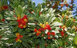 Marina Strawberry Tree (Arbutus) - 1 Gallon Pot -Wilson Bros Garden arbutus marina strawberry tree 14