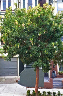 Marina Strawberry Tree (Arbutus) - 1 Gallon Pot -Wilson Bros Garden arbutus marina strawberry tree 2