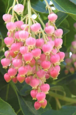 Marina Strawberry Tree (Arbutus) - 1 Gallon Pot -Wilson Bros Garden arbutus marina strawberry tree 3