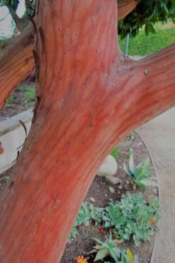 Marina Strawberry Tree (Arbutus) - 1 Gallon Pot -Wilson Bros Garden arbutus marina strawberry tree 6