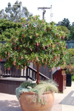 Marina Strawberry Tree (Arbutus) - 1 Gallon Pot -Wilson Bros Garden arbutus marina strawberry tree 8