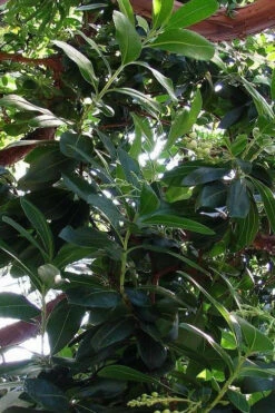 Marina Strawberry Tree (Arbutus) - 1 Gallon Pot -Wilson Bros Garden arbutus marina strawberry tree 9