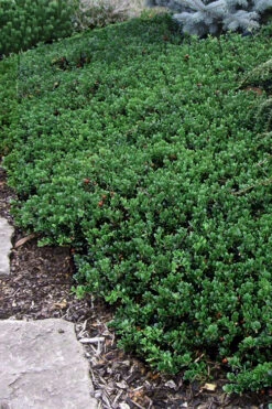 Massachusetts Bearberry - 1 Gallon Pot -Wilson Bros Garden arctostaphylos uva ursi massachusetts bearberry 4