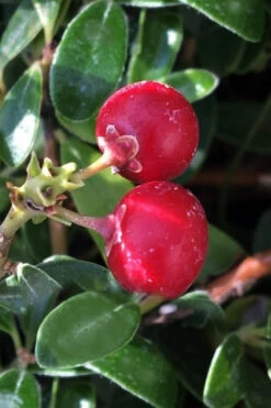 Massachusetts Bearberry - 1 Gallon Pot -Wilson Bros Garden arctostaphylos uva ursi massachusetts bearberry 7