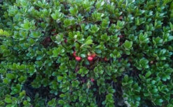 Massachusetts Bearberry - 1 Gallon Pot -Wilson Bros Garden arctostaphylos uva ursi massachusetts bearberry 8