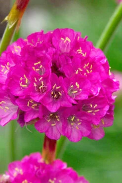 Splendens Sea Thrift (Armeria Maritima) - 6 Pack Of Pint Pots 11 Splendens Sea Thrift (Armeria Maritima) - 6 Pack Of Pint Pots -Wilson Bros Garden armeria maritima splendens sea thrift 1 1
