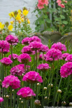 Splendens Sea Thrift (Armeria Maritima) - 5 Pack Of Quart Pots -Wilson Bros Garden armeria maritima splendens sea thrift 3