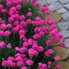 Splendens Sea Thrift (Armeria Maritima) - 6 Pack Of Pint Pots -Wilson Bros Garden armeria maritima splendens sea thrift 9 1