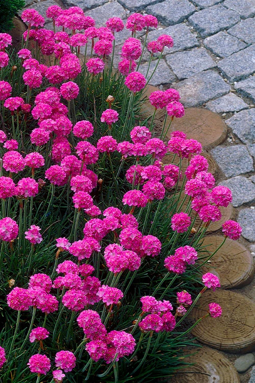 Splendens Sea Thrift (Armeria Maritima) - 6 Pack Of Pint Pots 3 Splendens Sea Thrift (Armeria Maritima) - 6 Pack Of Pint Pots