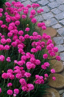 Splendens Sea Thrift (Armeria Maritima) - 5 Pack Of Quart Pots