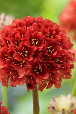 Ballerina Red Sea Thrift (Armeria Pseudarmeria) - 5 Pack Of Quart Pots -Wilson Bros Garden armeria pseudarmeria ballerina red sea thrift 1