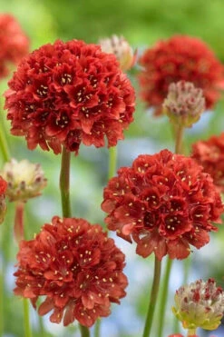 Ballerina Red Sea Thrift (Armeria Pseudarmeria) - 5 Pack Of Quart Pots -Wilson Bros Garden armeria pseudarmeria ballerina red sea thrift 2