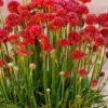 Ballerina Red Sea Thrift (Armeria Pseudarmeria) - 5 Pack Of Quart Pots -Wilson Bros Garden armeria pseudarmeria ballerina red sea thrift 4