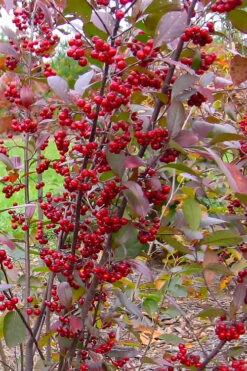 Brilliantissima Aronia (Red Chokeberry) - 1 Gallon Pot -Wilson Bros Garden aronia arbutifolia brilliantissima red chokeberry 2 1