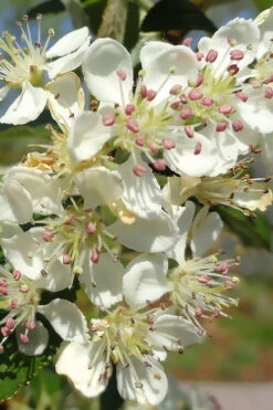 Brilliantissima Aronia (Red Chokeberry) - 1 Gallon Pot -Wilson Bros Garden aronia arbutifolia brilliantissima red chokeberry 5 1