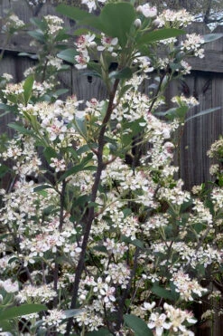 Brilliantissima Aronia (Red Chokeberry) - 1 Gallon Pot -Wilson Bros Garden aronia arbutifolia brilliantissima red chokeberry 8 1