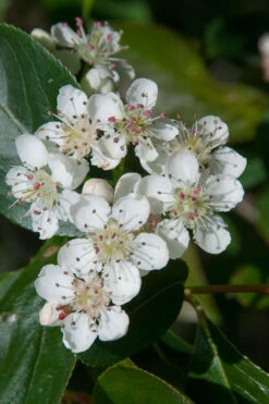 Red Chokeberry (Aronia Arbutifolia) - 3 Pack Of 1.5 Quart Pots 11 Red Chokeberry (Aronia Arbutifolia) - 3 Pack Of 1.5 Quart Pots -Wilson Bros Garden aronia arbutifolia red chokeberry 1