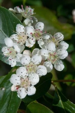 Red Chokeberry (Aronia Arbutifolia) - 3 Gallon Pot 11 Red Chokeberry (Aronia Arbutifolia) - 3 Gallon Pot -Wilson Bros Garden aronia arbutifolia red chokeberry 1 3